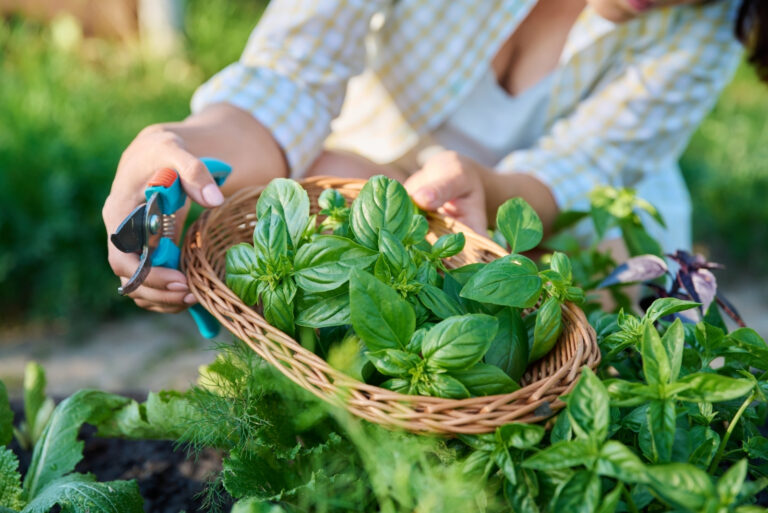 harvesting basil (featured image)