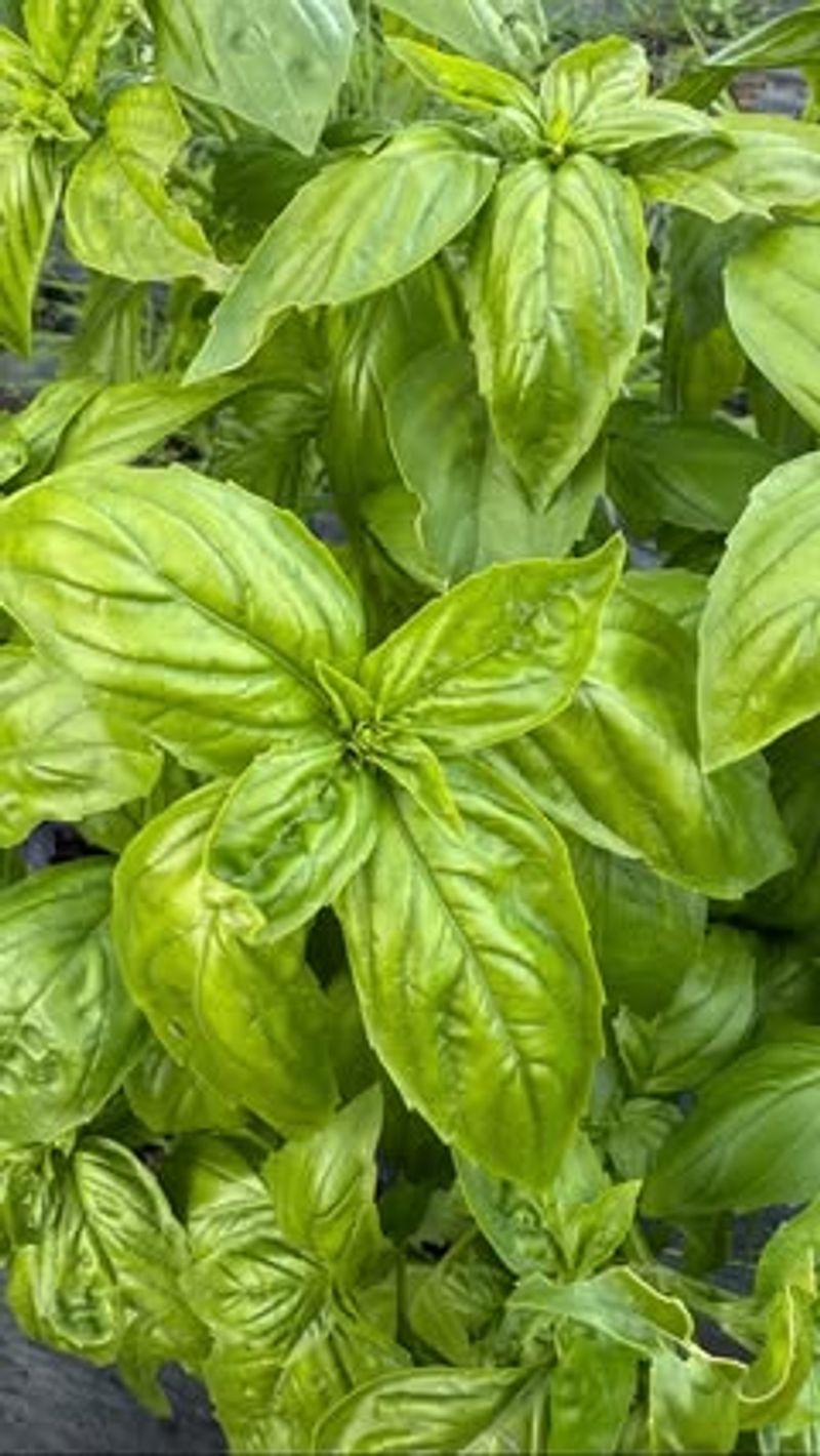 Basil