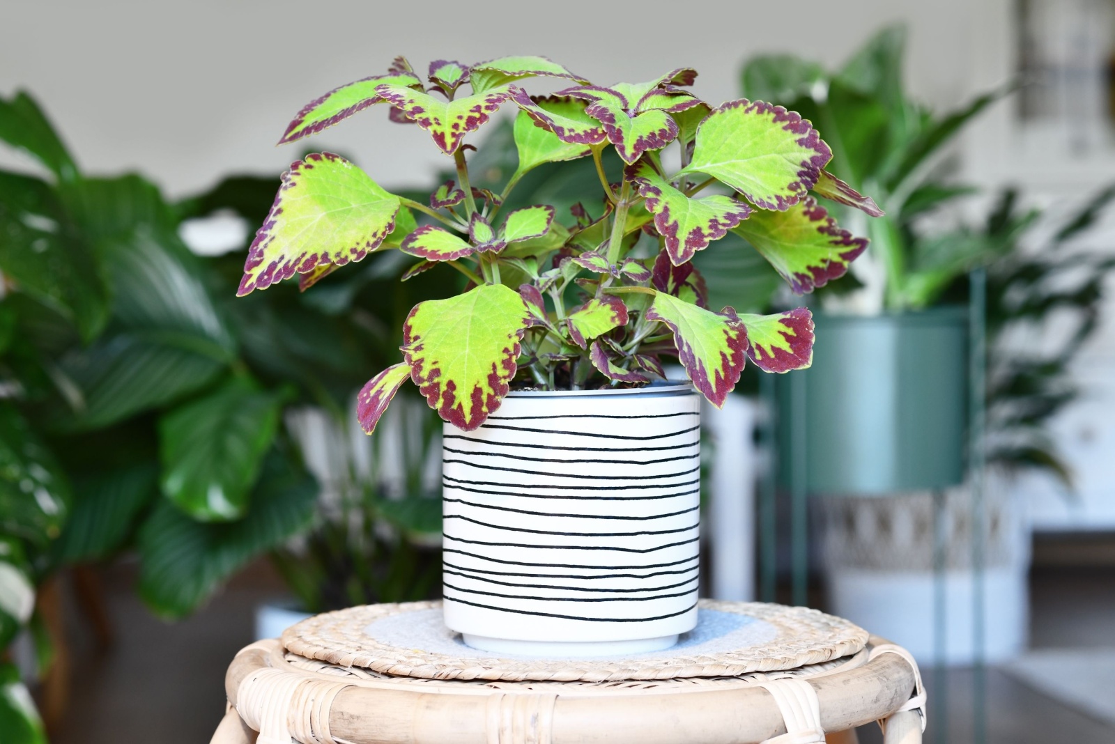 10 Houseplants Anyone Can Grow From Seeds In Florida Homes