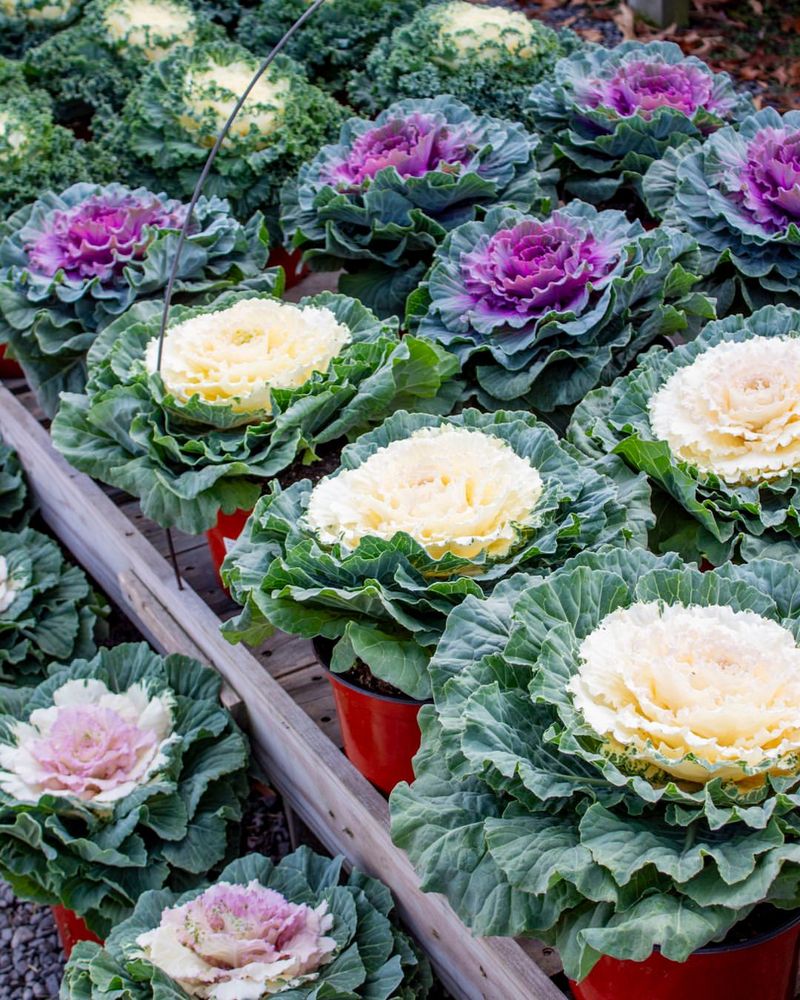 Add Ornamental Cabbage and Kale