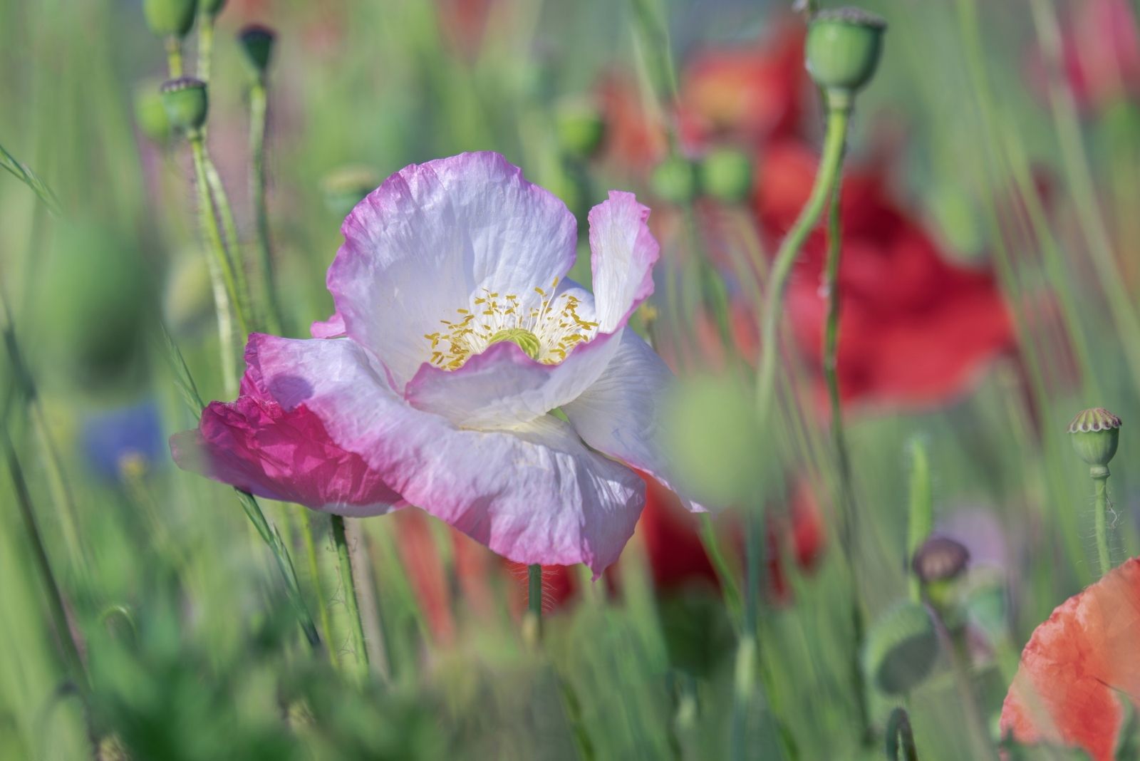 10 Illegal Backyard Crops Connecticut Gardeners Should Avoid Planting