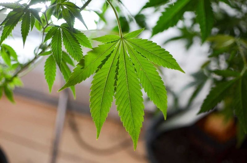 Cannabis (Marijuana)