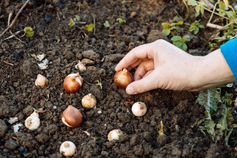 planting spring bulbs (featured image)