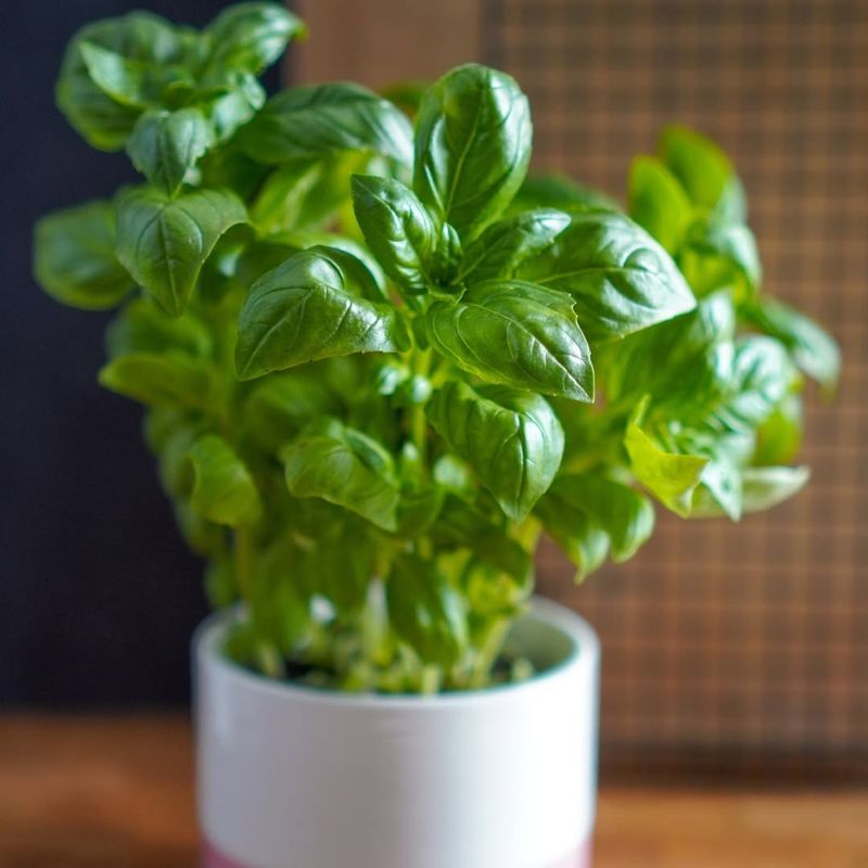 Basil: A Kitchen Staple That Loves Sunny Windowsills