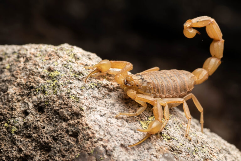 scorpion (featured image)