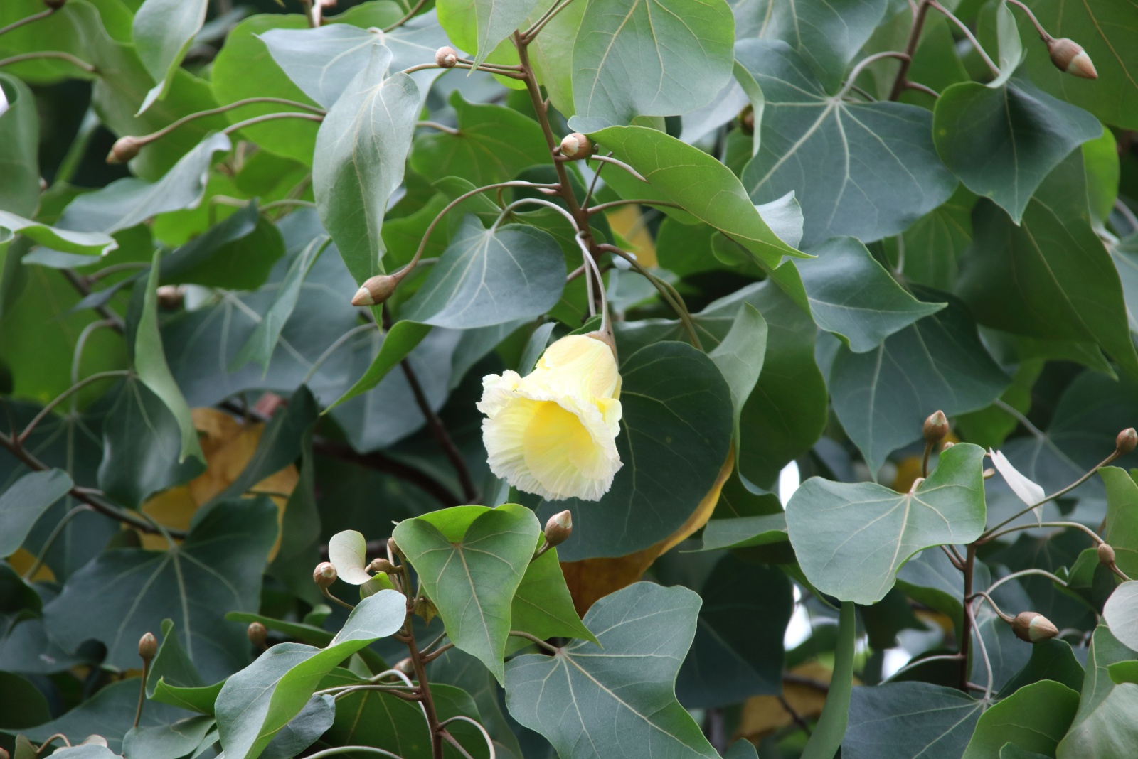 10 Invasive Garden Plants That Could Be Banned Next In Florida