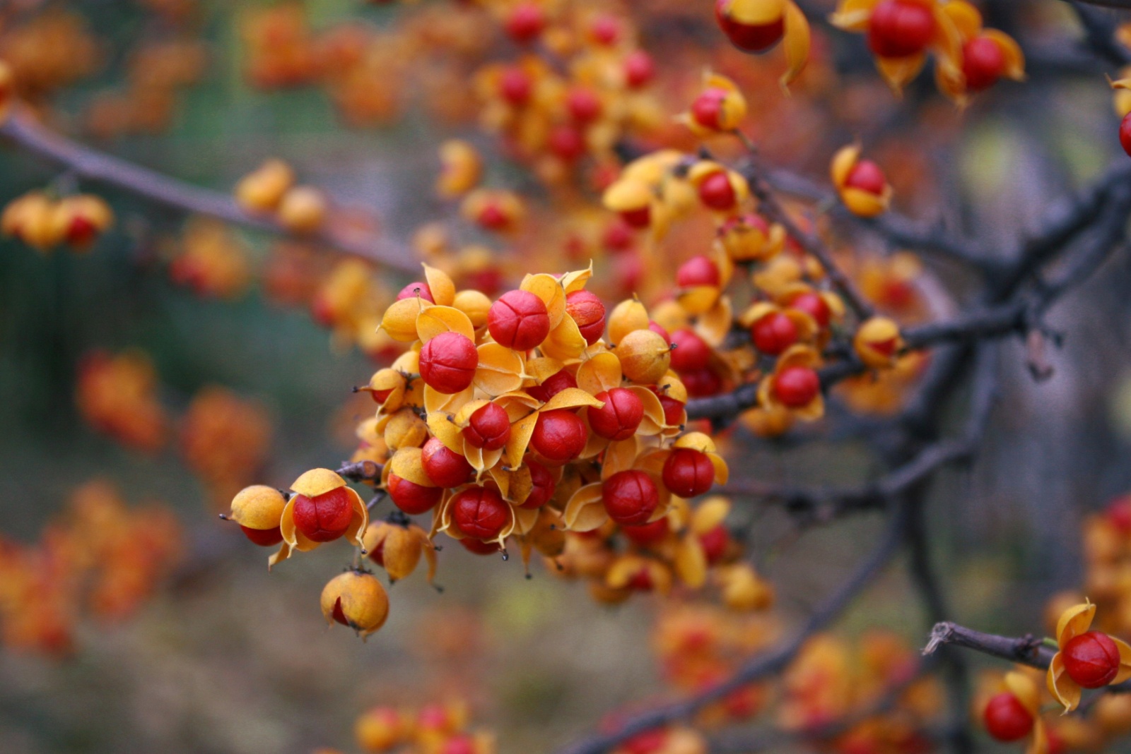 10 Invasive Garden Plants That May Soon Be Banned In Illinois Suburbs