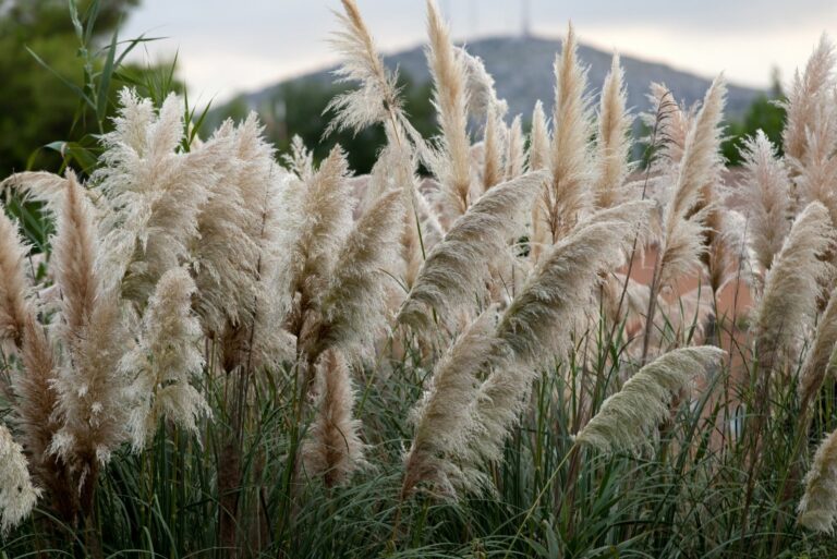 Pampas grass