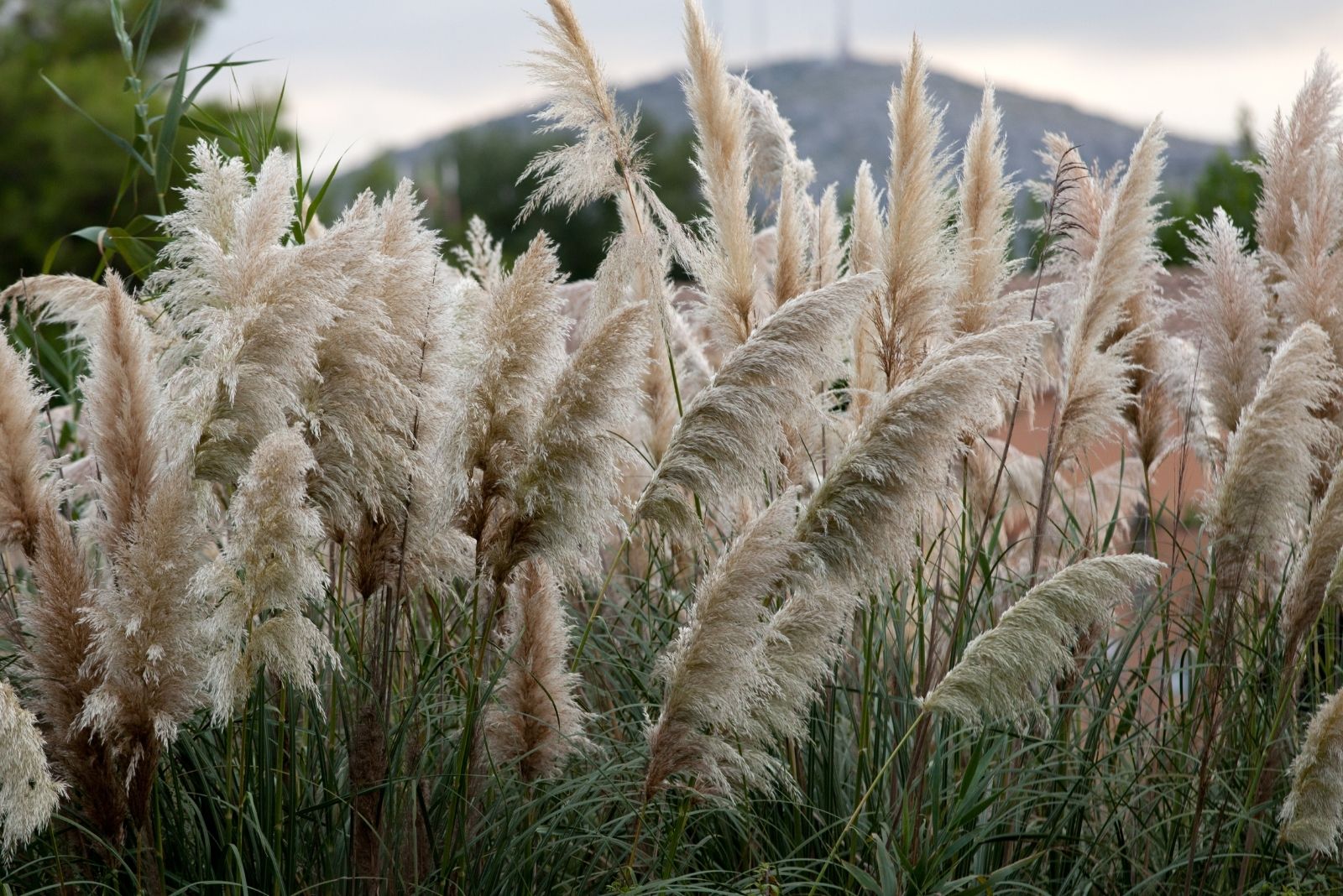 10 Invasive Ornamental Grasses Arizona Gardeners Should Never Plant