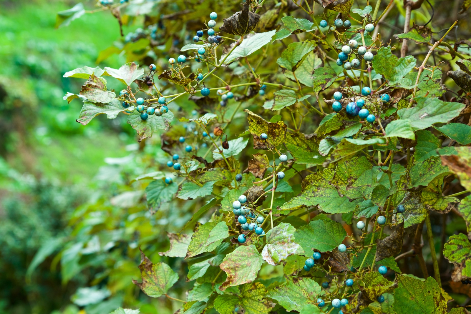 10 Invasive Plants That Might Be Banned In New Jersey Suburbs Soon