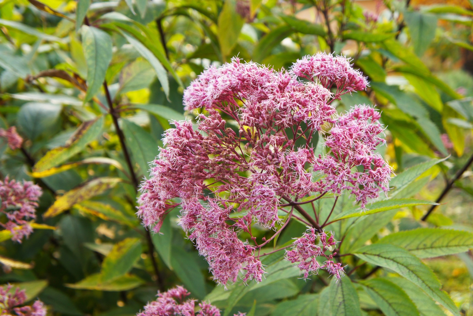 10 Late-Emerging Perennials That Bring Color To Minnesota Gardens