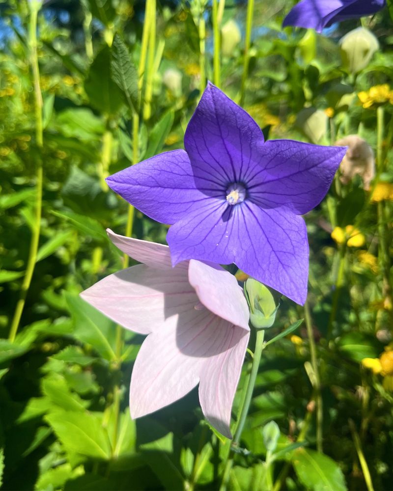 Balloon Flower (Platycodon grandiflorus)