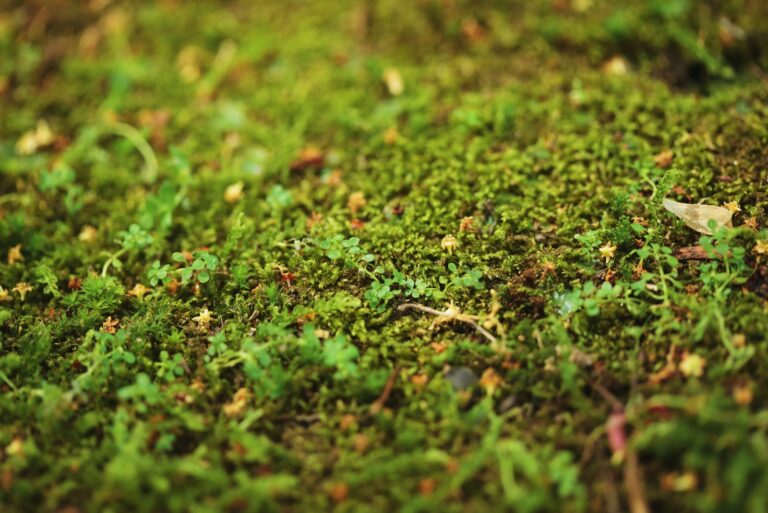 moss on the ground