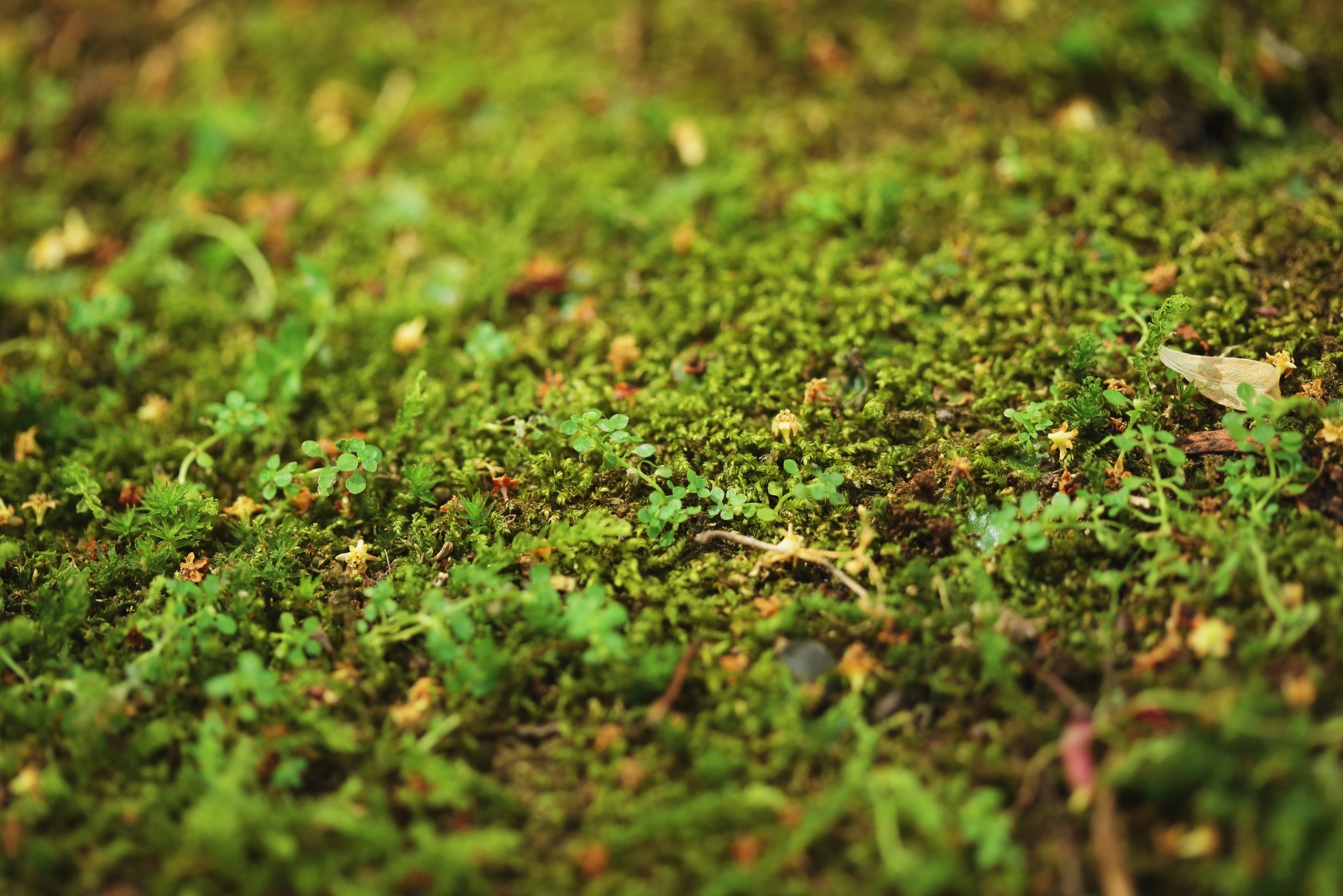 moss on the ground