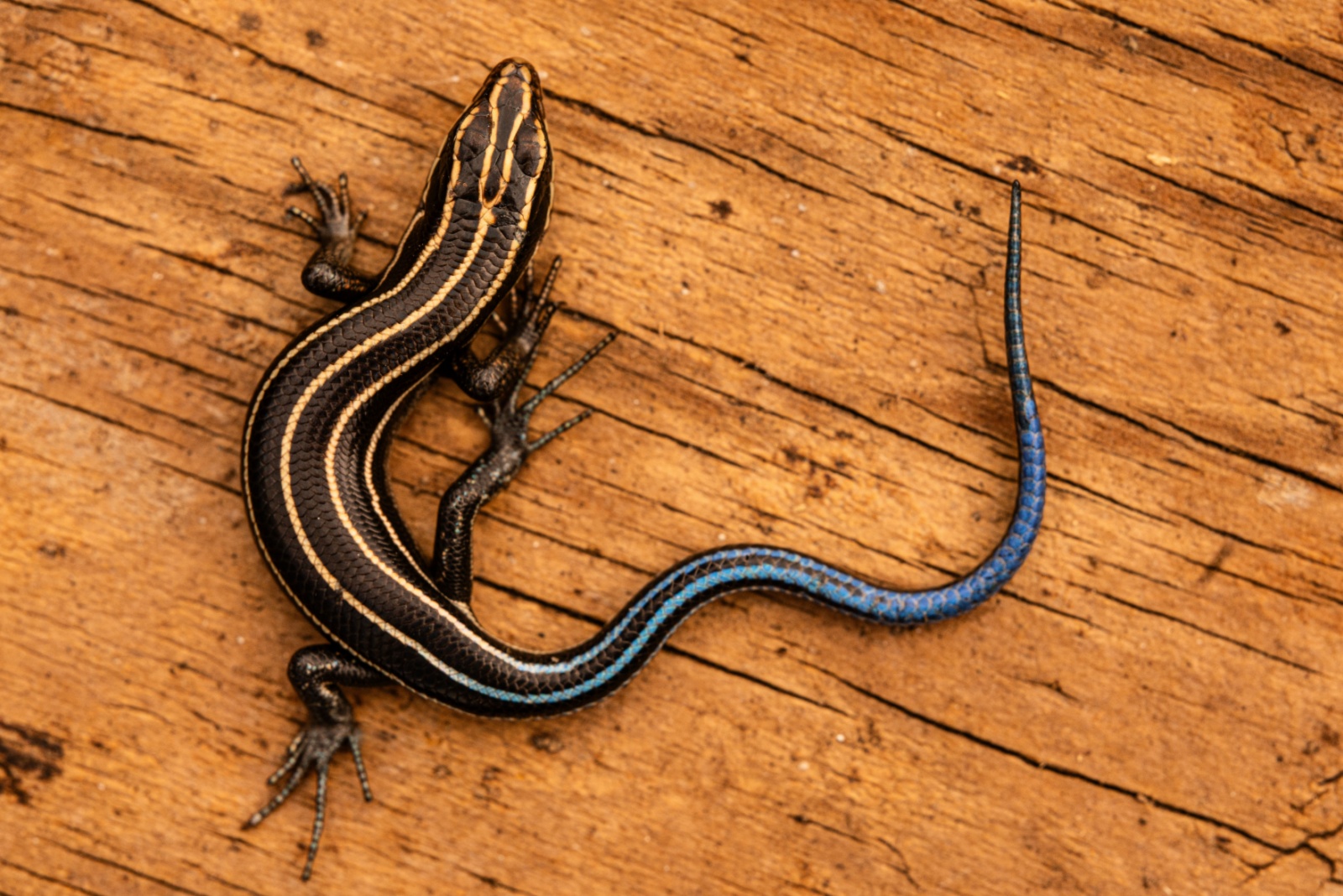 Southeastern five-lined skink