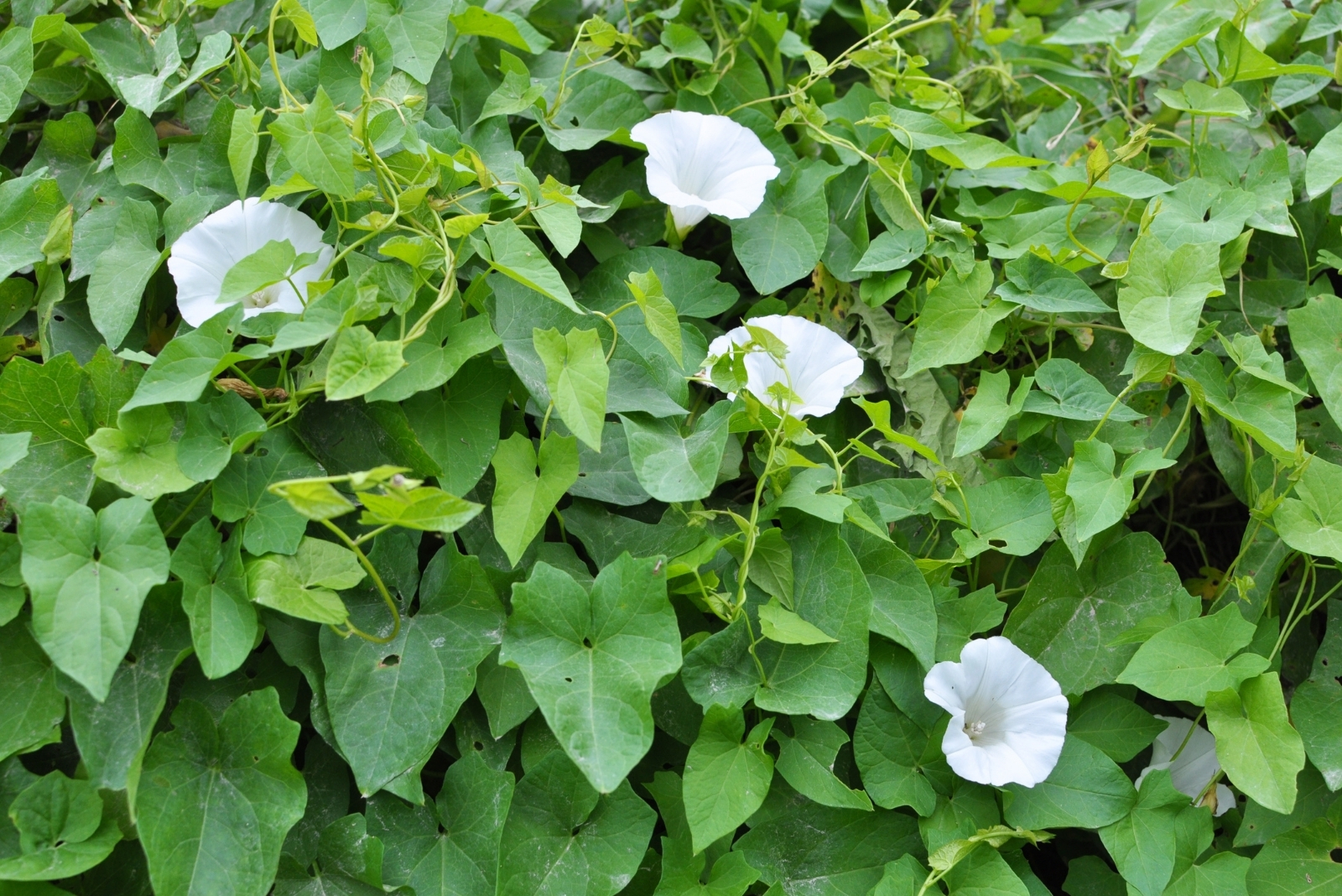 10 Most Troublesome Weeds Found In Oregon Gardens This Season