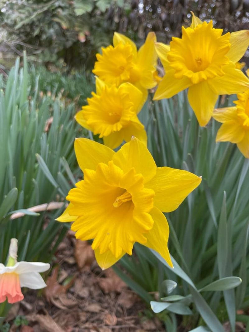 Plant Gopher-Repelling Flowers and Herbs
