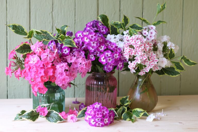 Colorful flowers of garden phlox