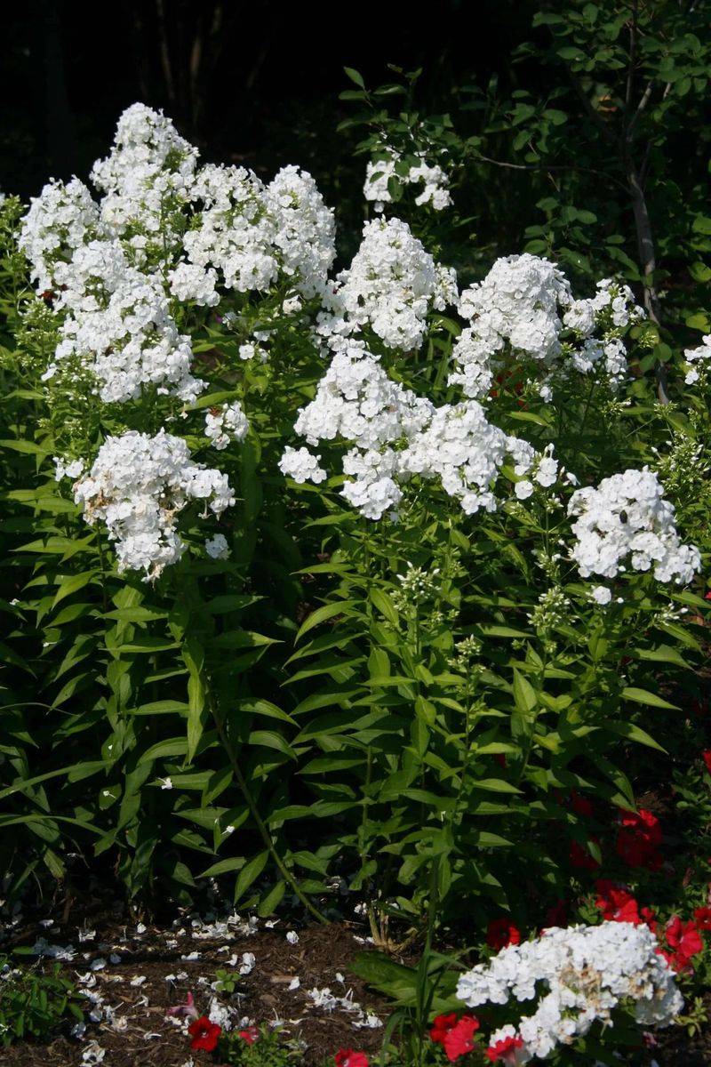 Garden Phlox 'David'