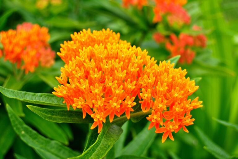 Butterfly Weed