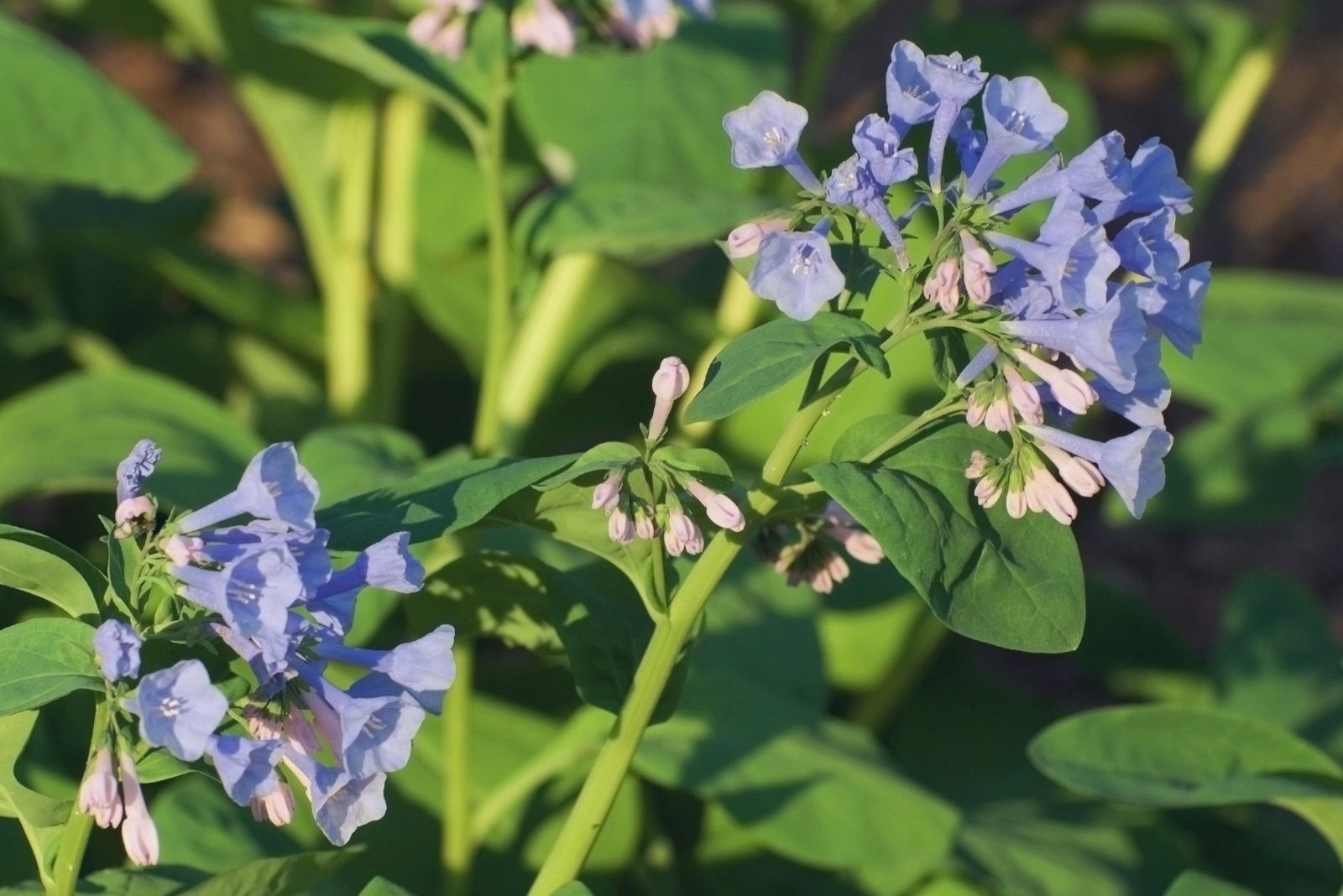 10 Perfect Plants For A Woodland Garden In Wisconsin
