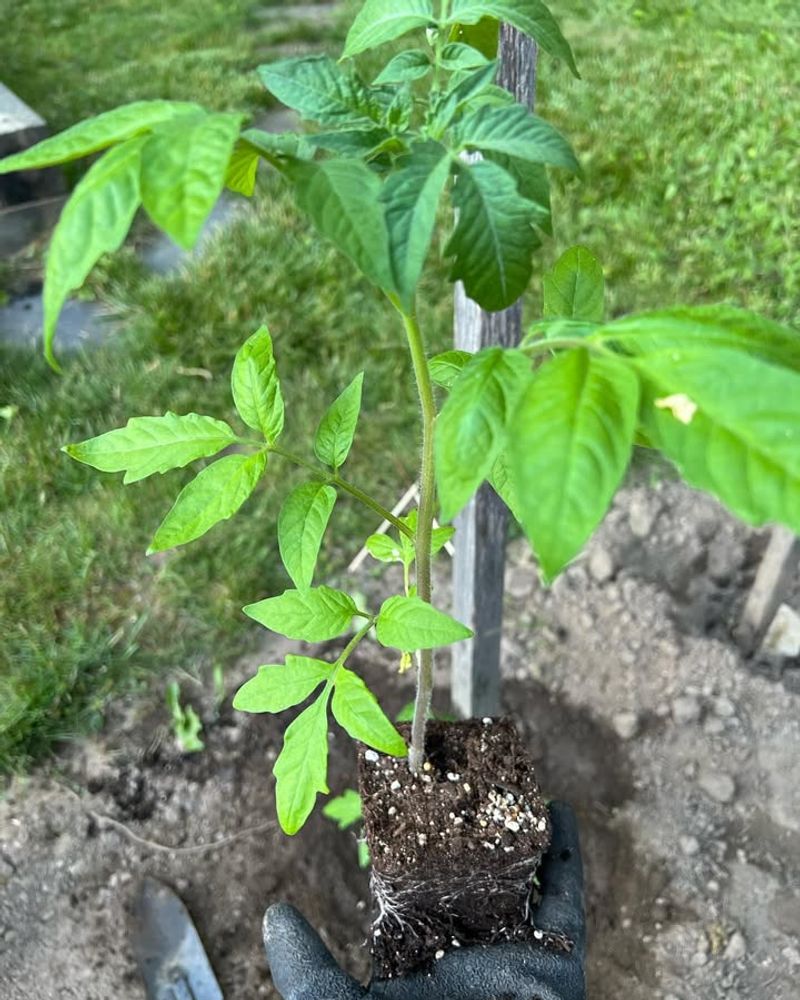 Under Black Walnut Trees