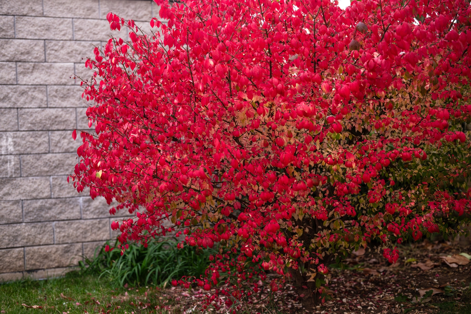 10 Plants Connecticut Gardeners Might Not Be Allowed To Grow Soon