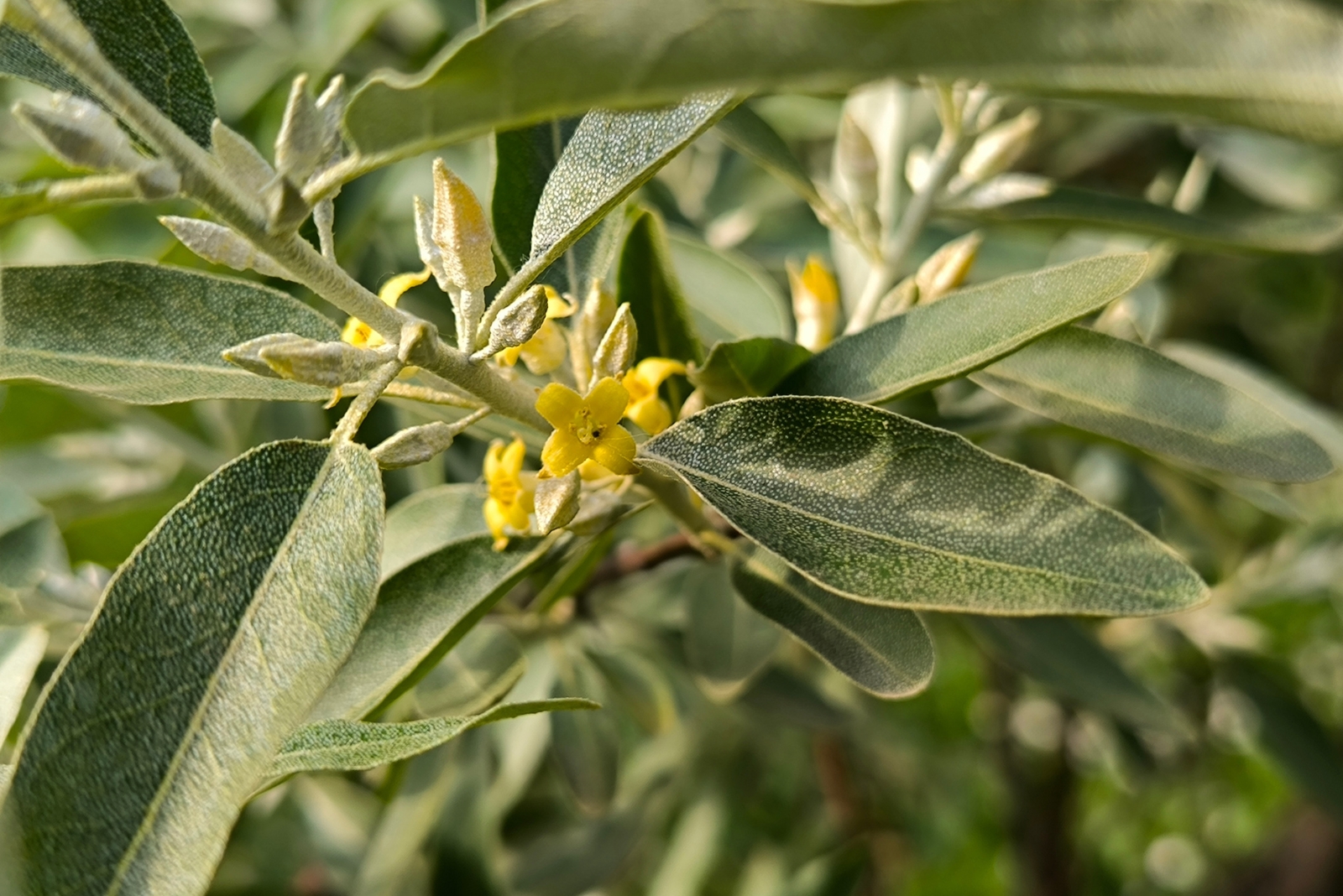 Russian olive plant (featured image)