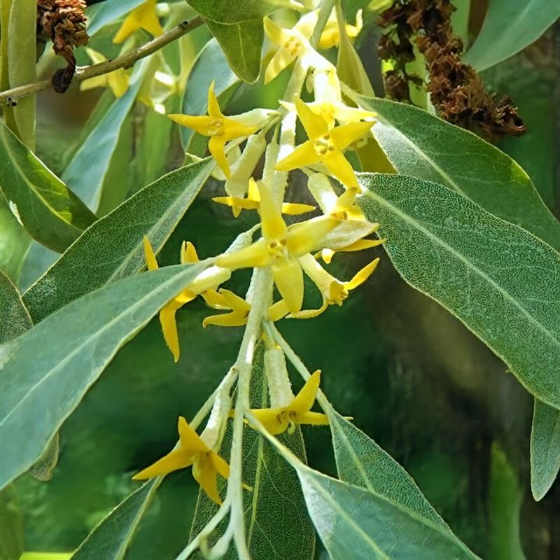 Russian Olive