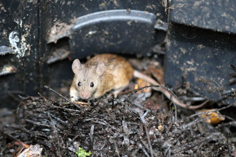 A mouse found in a garden composter