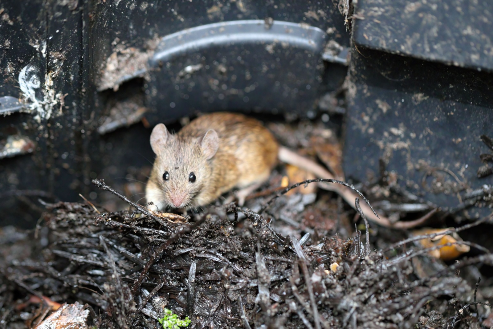 10 Plants New Yorkers Use To Keep Mice Away Naturally