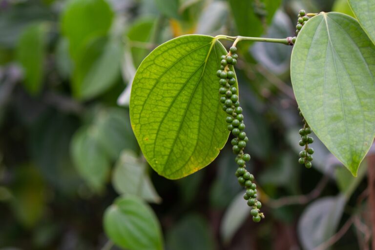 pepper plant