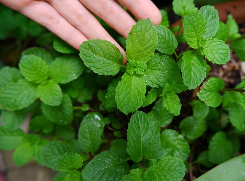 Peppermint