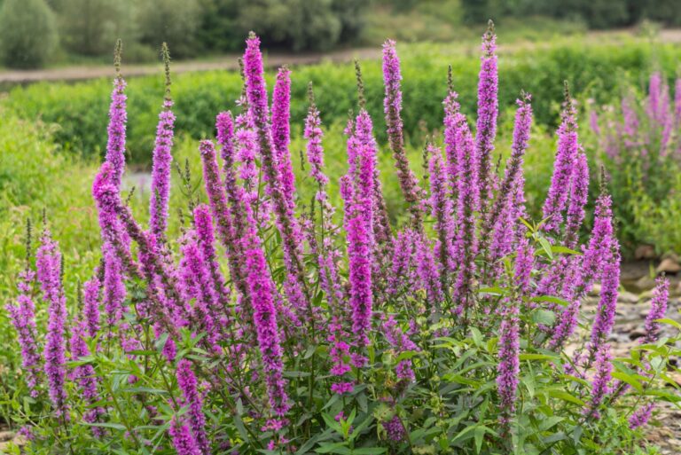 Flowering loosestrife