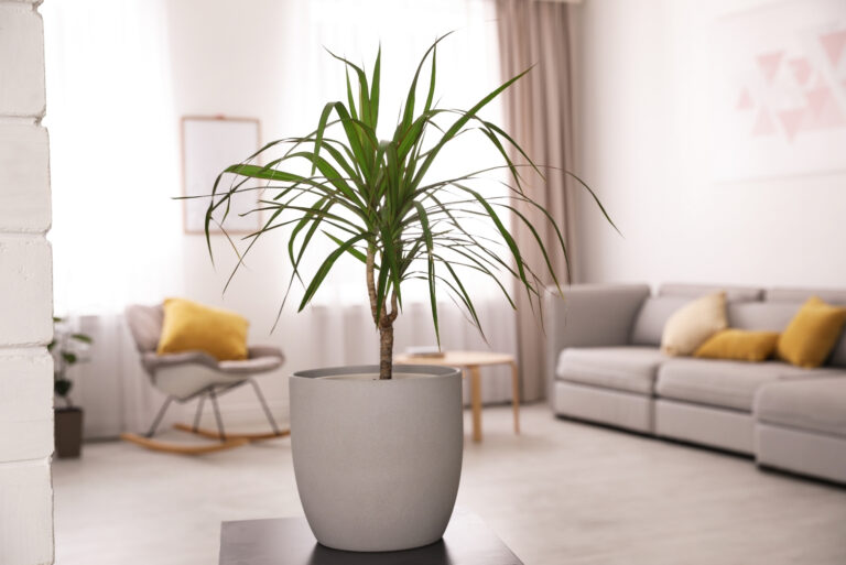 Dracaena (featured image)