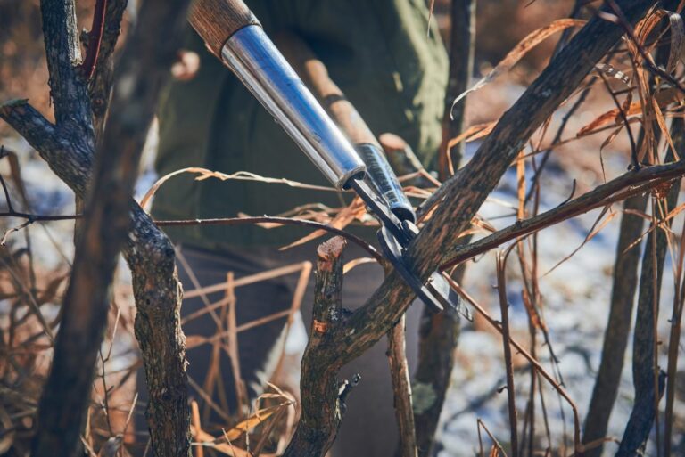 Pruning blueberry bushes