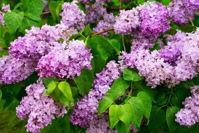 Lilac Blooming Tree