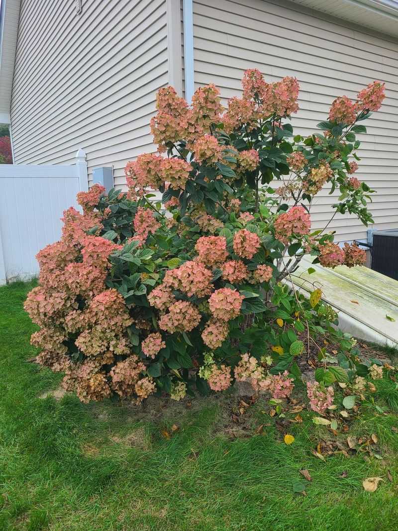 Hydrangeas That Bloom On New Wood
