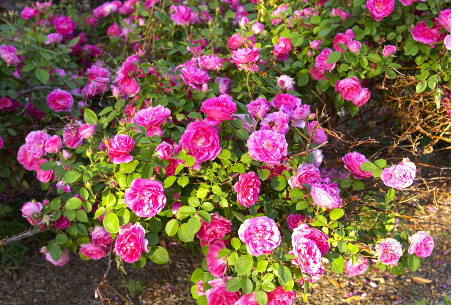 10 Plants You Should Fertilize This Fall In California