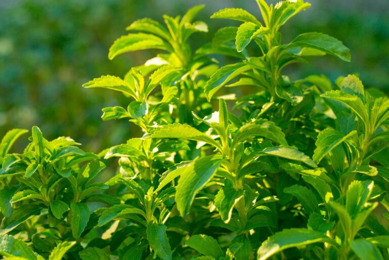 stevia plant
