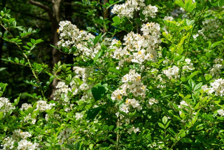 White Multiflora Rose bush