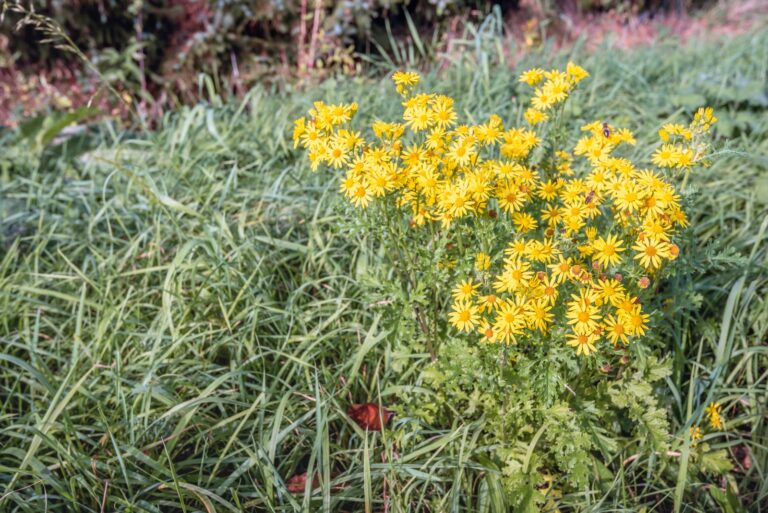 yellow flowering tansy ragwort