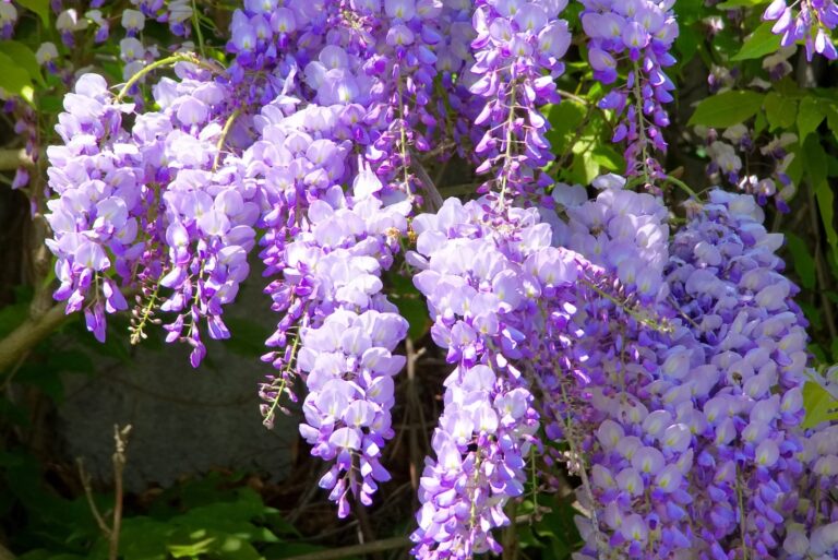chinese wisteria bloom