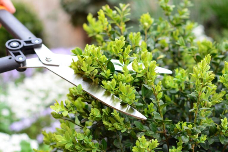 Pruning, trimming buxus, boxwood shrubs
