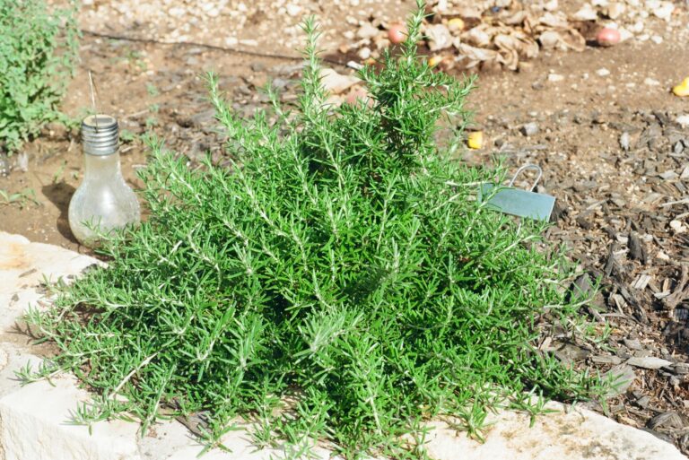 rosemary (featured image)