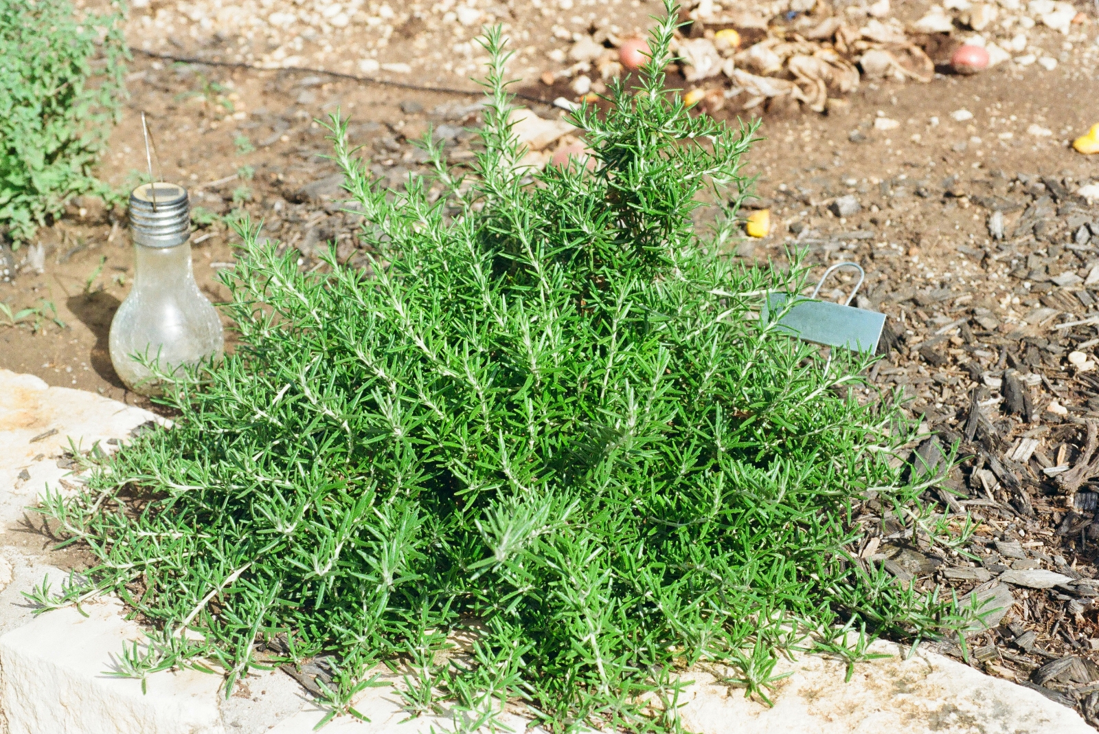 10 Powerful Plants That Protect West Virginia Yards From Rats