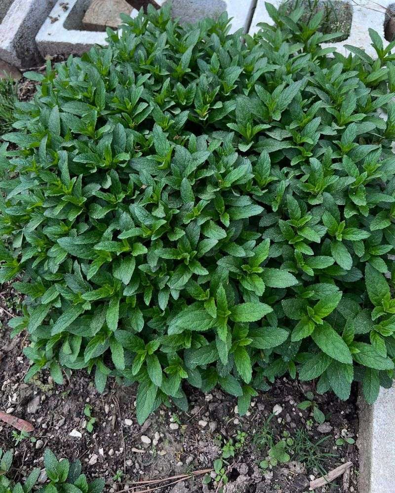 Peppermint