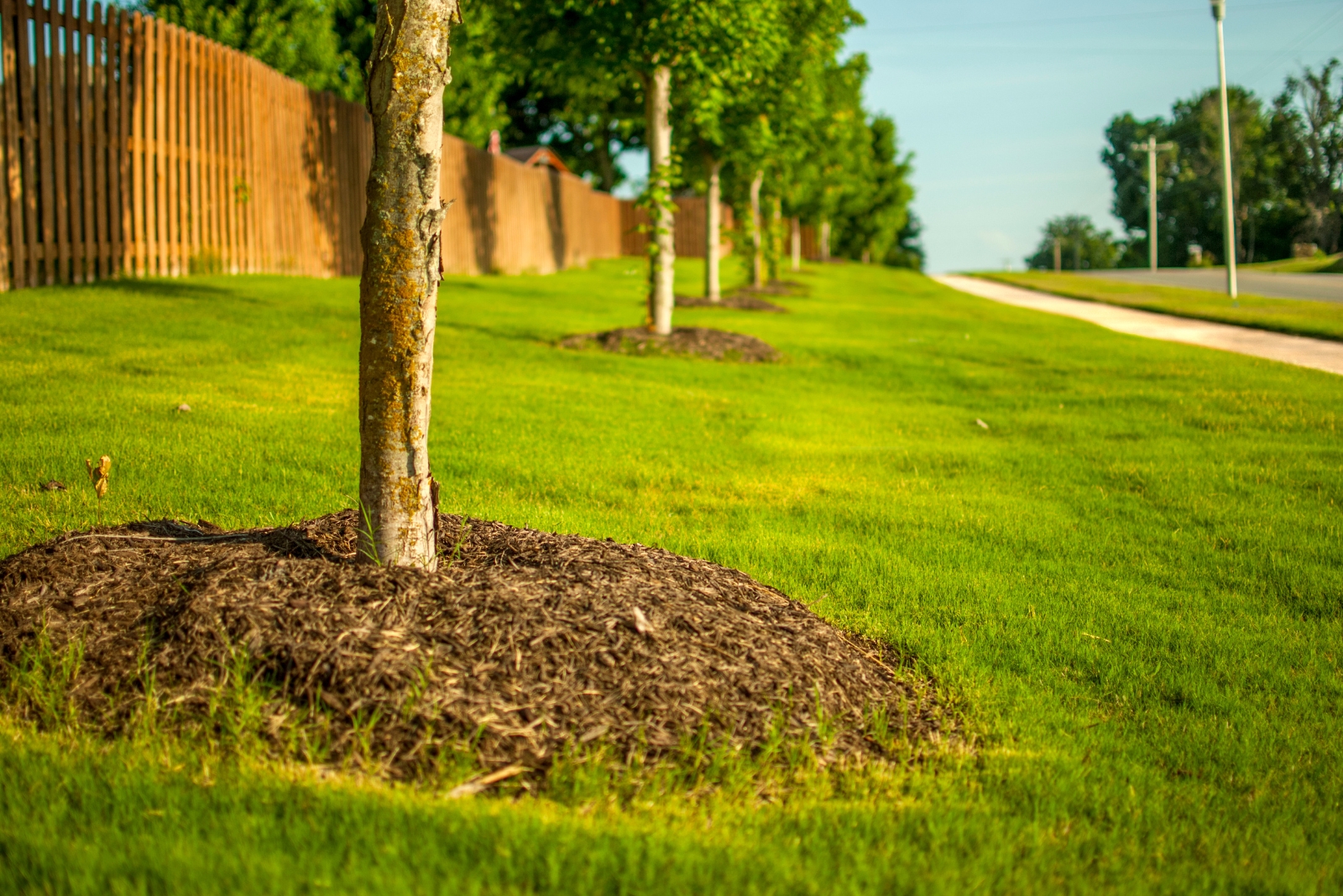 10 Problems Volcano Mulching Trees Can Cause In Your Michigan Yard