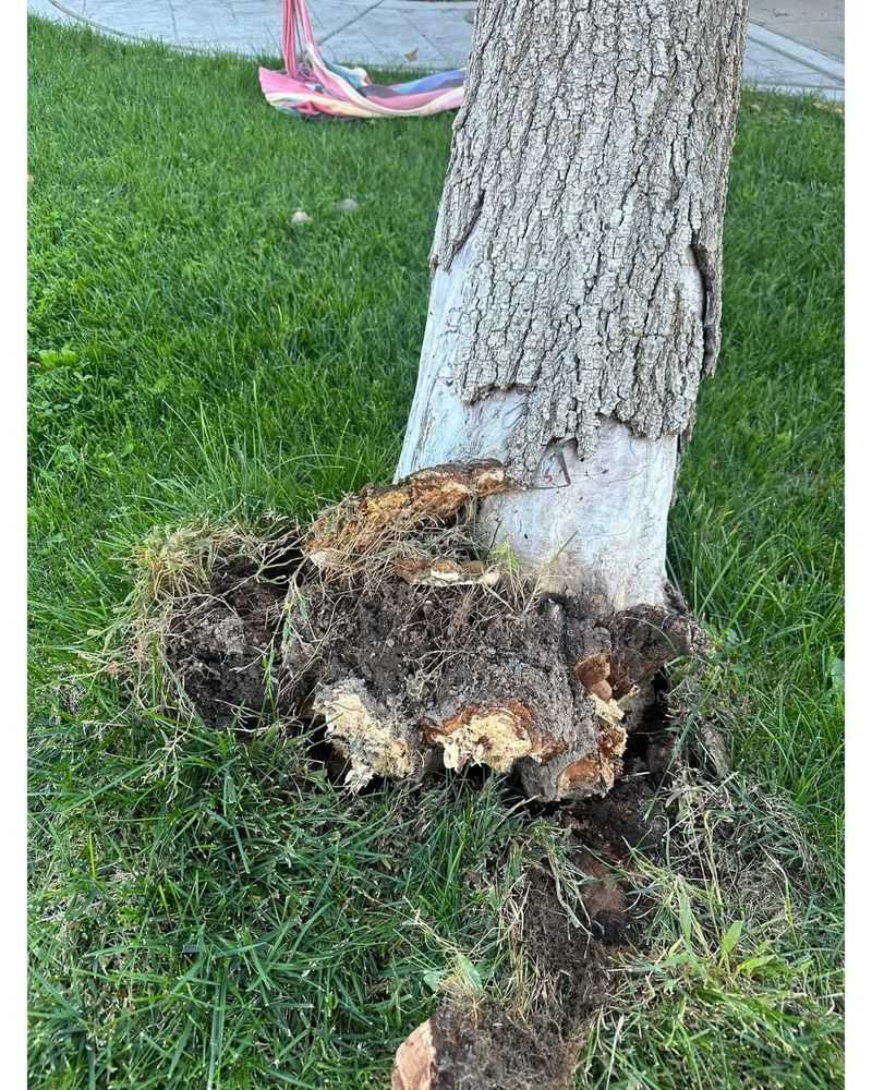 Root Rot Takes Over