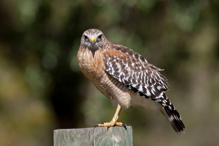 bird (featured image)